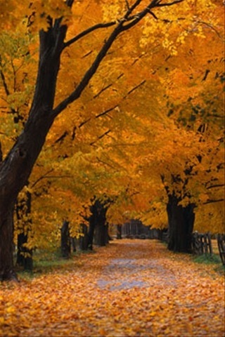 autumn desktop wallpapers. Windows Desktop wallpaper